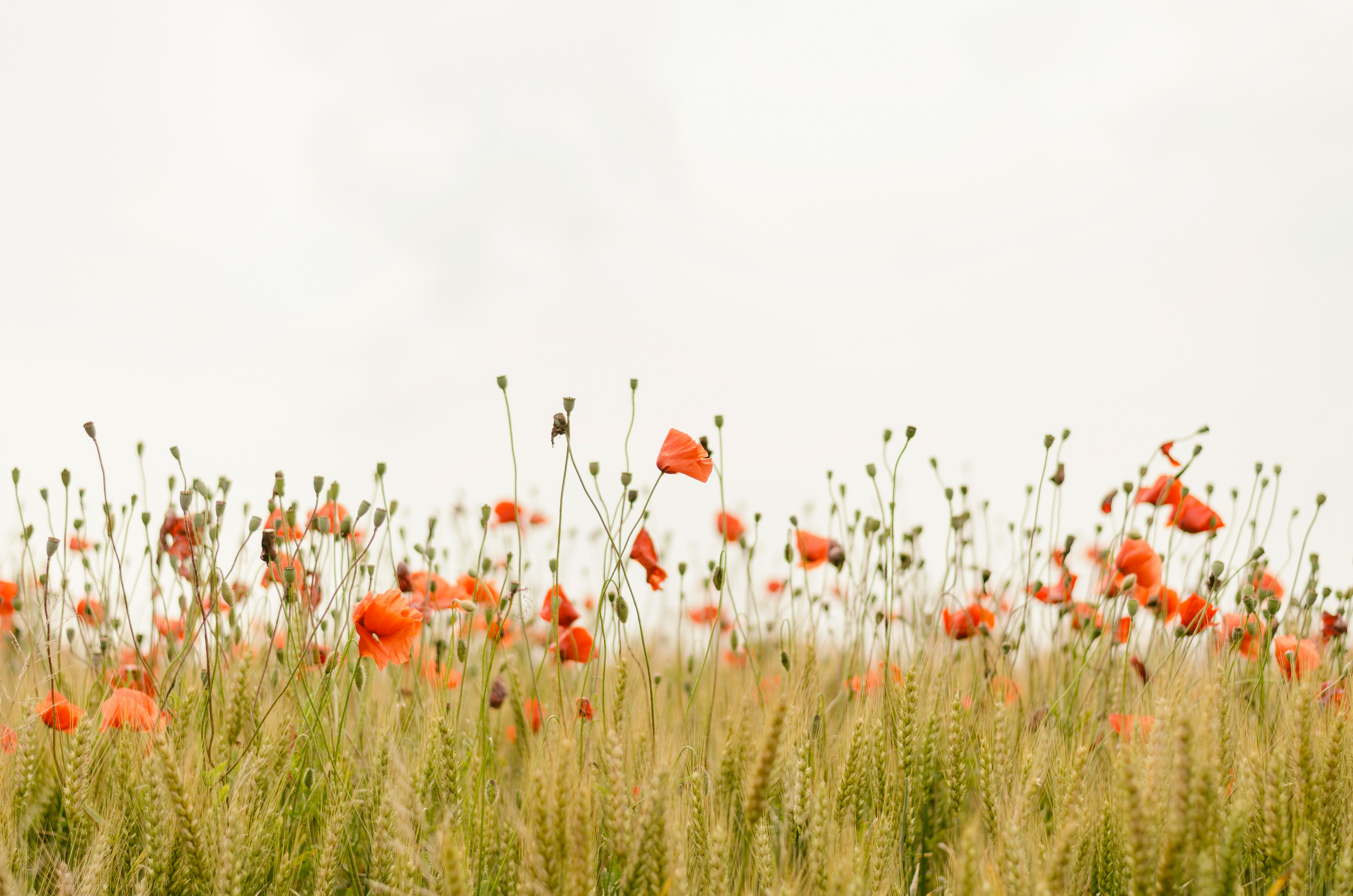 Red poppies in a field